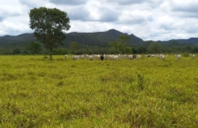 Fazenda para venda em Diamantina